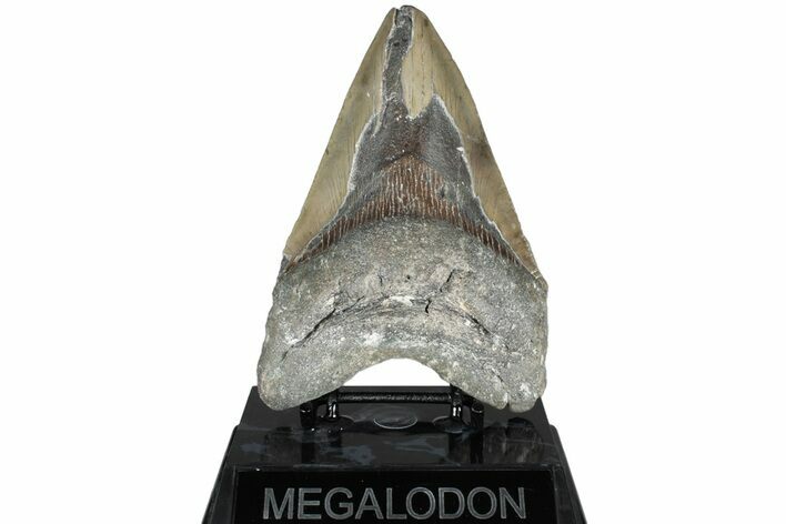 Bargain, Fossil Megalodon Tooth - North Carolina #311695